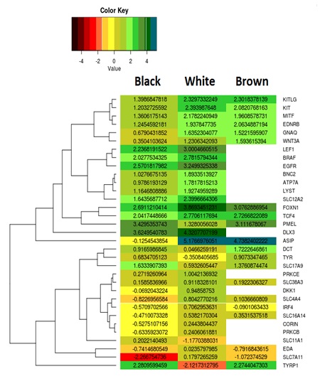 2D-hierarchical clustering of coat color genes