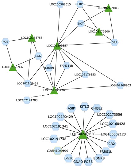 lncRNA (green) regulating mRNAs (blue) 3